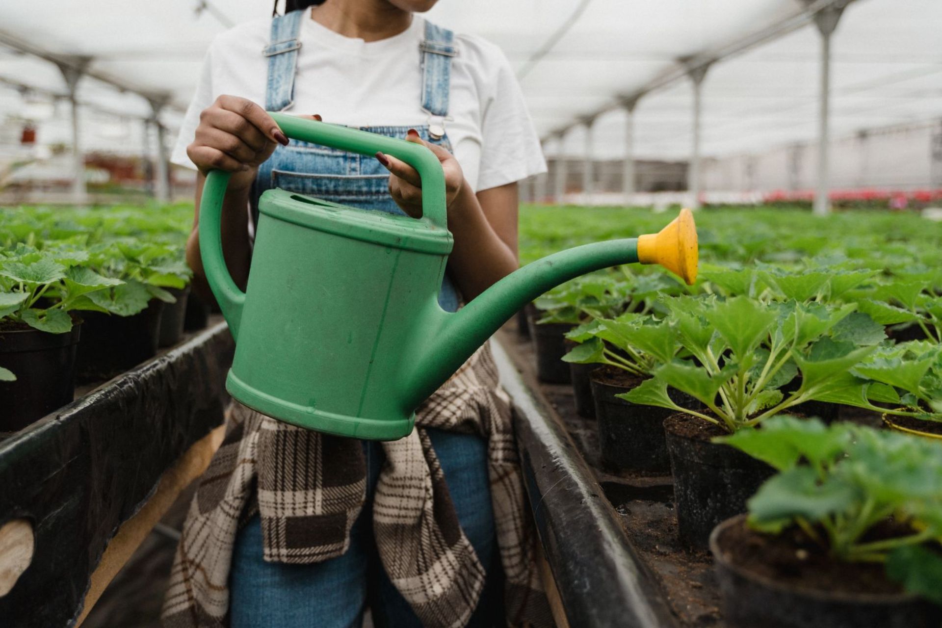 Lush organic farm rows at Baraka Farm